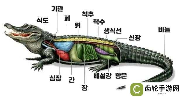 航海王热血航线鳄鱼绘画教程分享，从底层逻辑到实战应用的全面解析